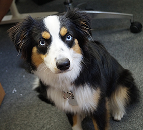 Lucy ist der Bürohund bei DieFeinschmecker