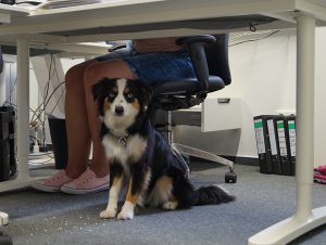 Bürohund Lucy