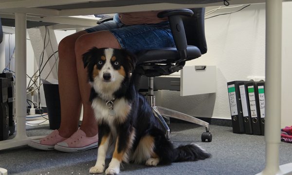 Bürohund Lucy